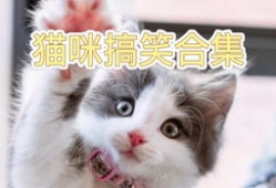 小猫搞笑视频,小猫萌态逗翻网友